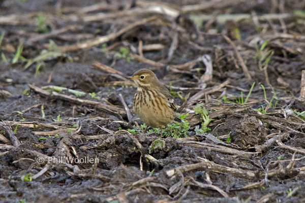 American Buff-bellied Pipit