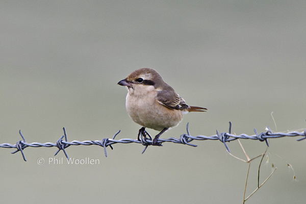 Isabelline Shrike