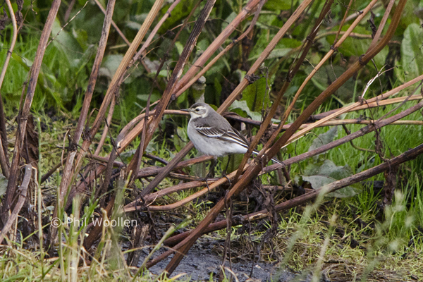 Citrine Wagtail