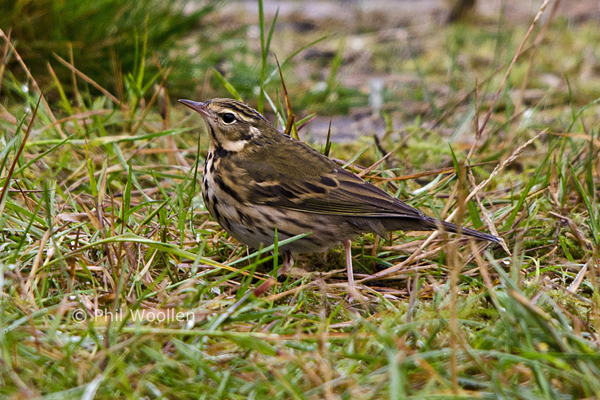 Olive-backed Pipit