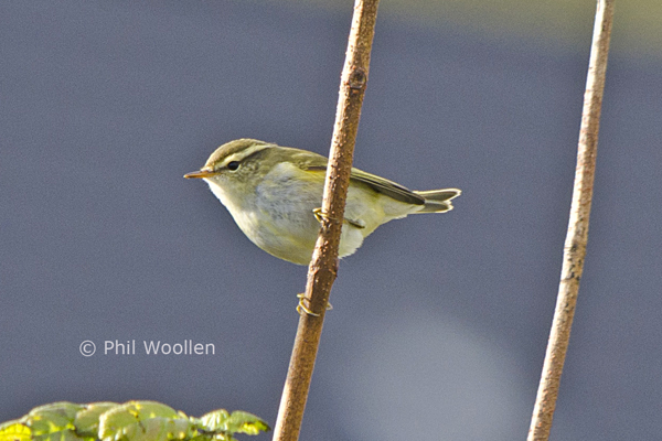Yellow-browed Warbler