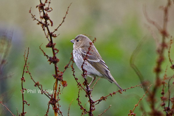 Common Rosefinch