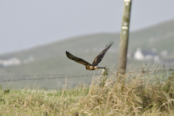 Pallid Harrier