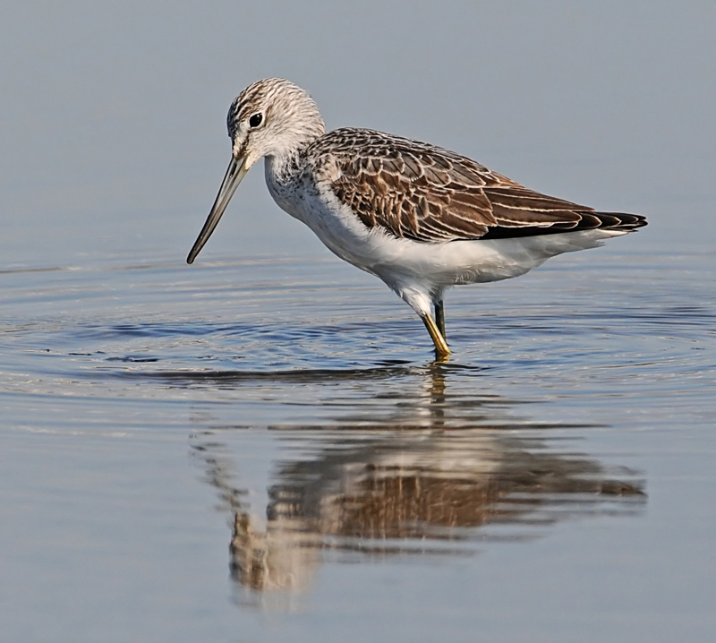 Greenshank
