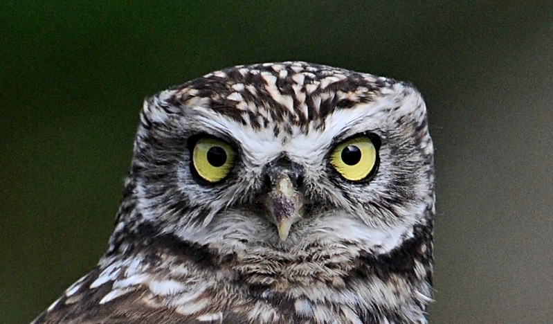 Little Owl