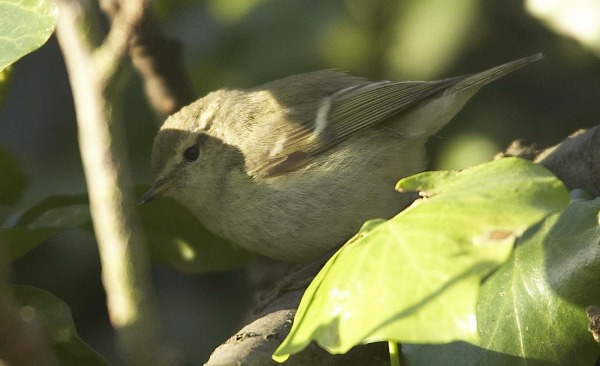 Hume's Yellow-browed Warbler