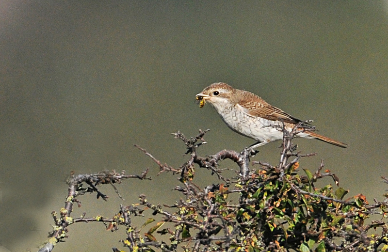 Red-backed Shrike