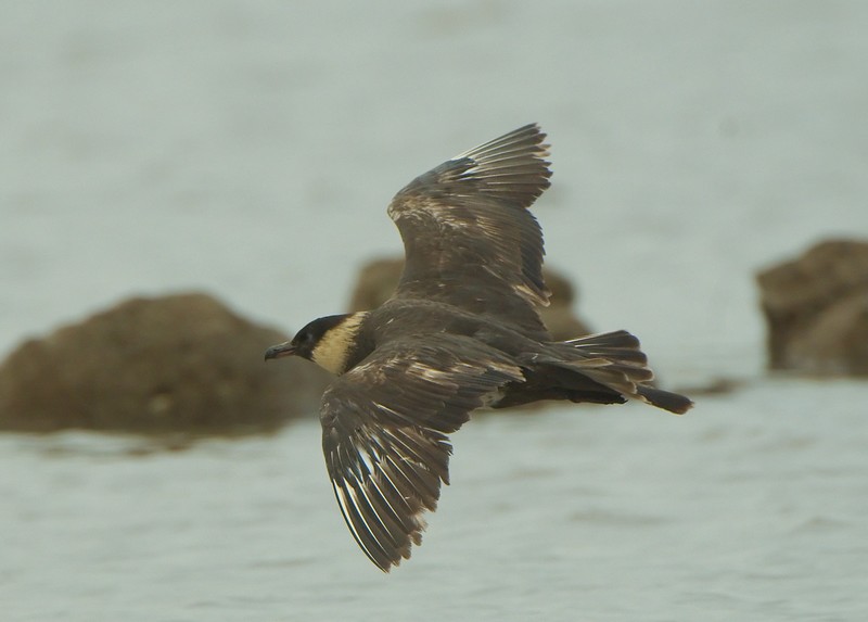 Pomarine Skua