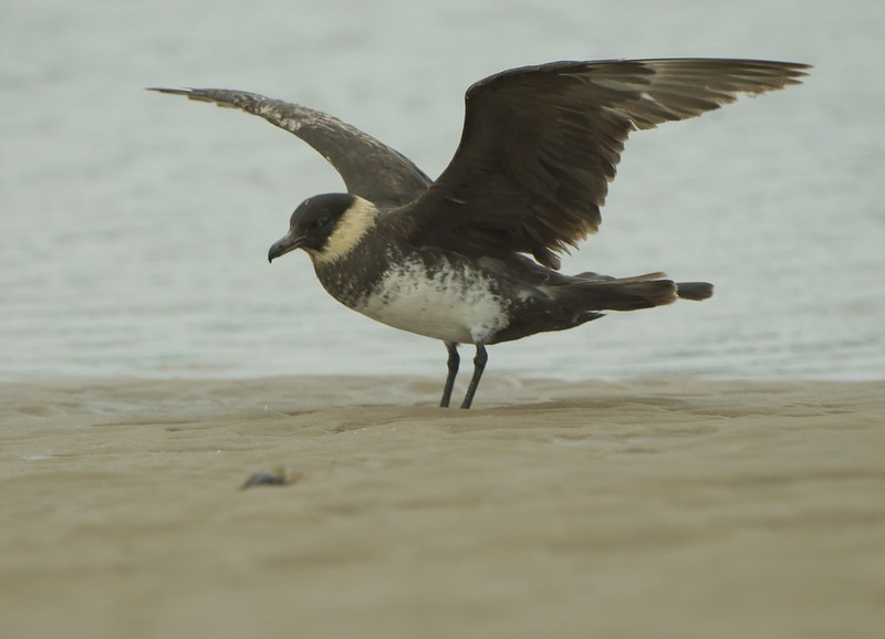 Pomarine Skua