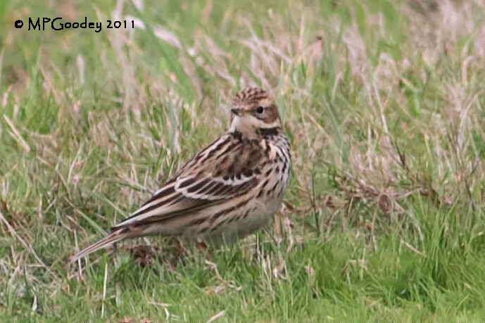Red-throated Pipit