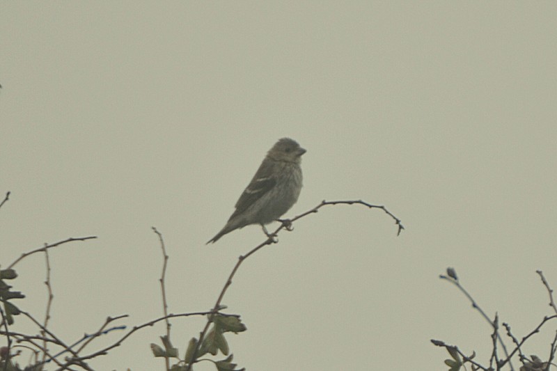 Common Rosefinch