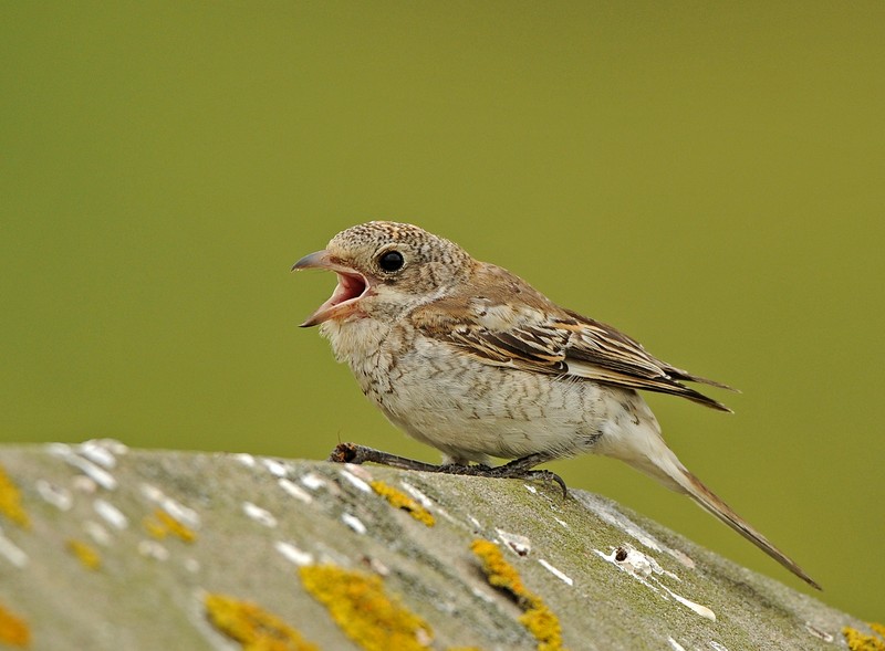 Woodchat Shrike