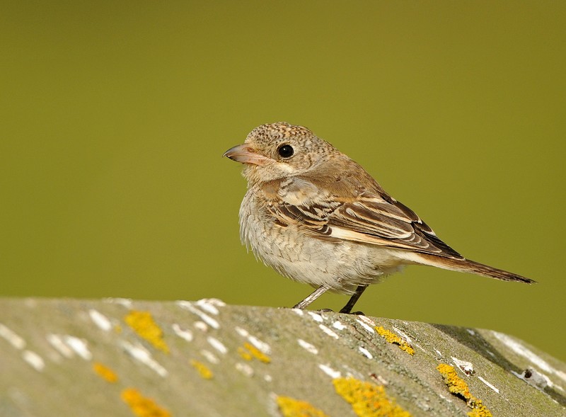 Woodchat Shrike