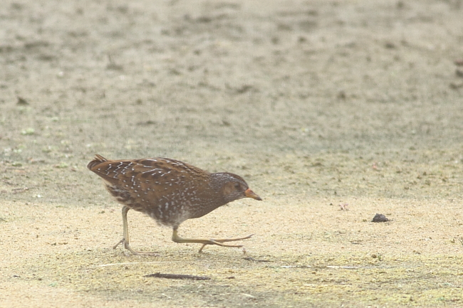 Spotted Crake