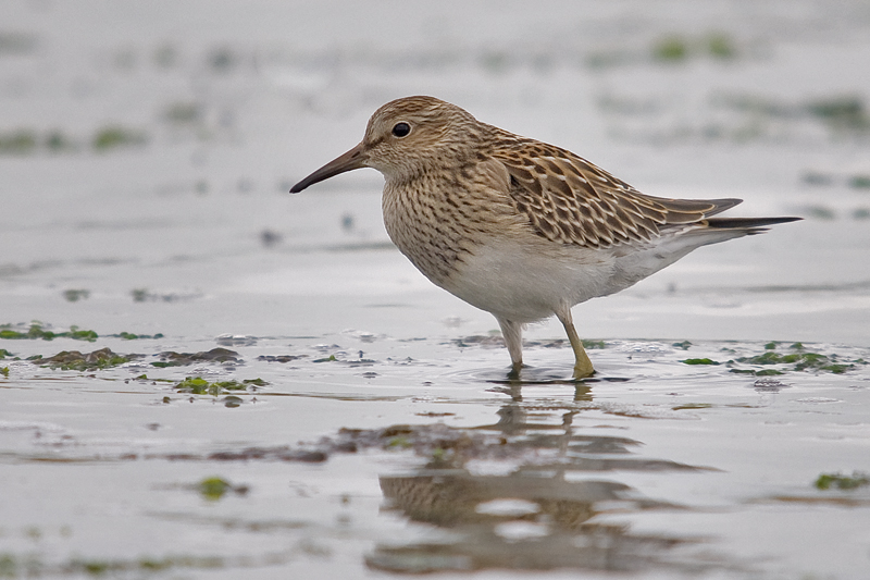 Pectoral Sandpiper