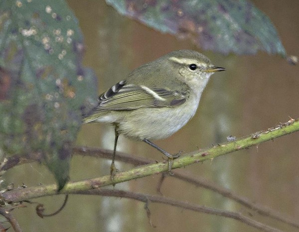 Hume's Yellow-browed Warbler