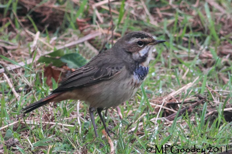 Bluethroat
