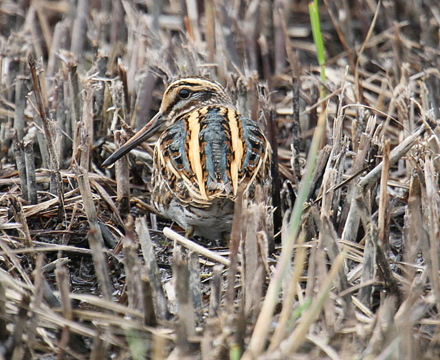 Jack Snipe