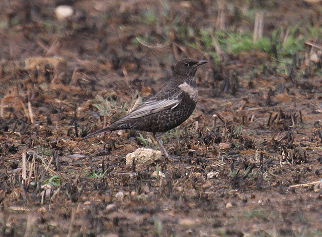 Ring Ouzel
