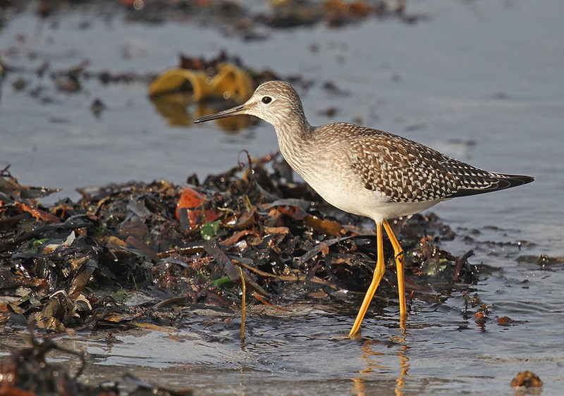 Lesser Yellowlegs