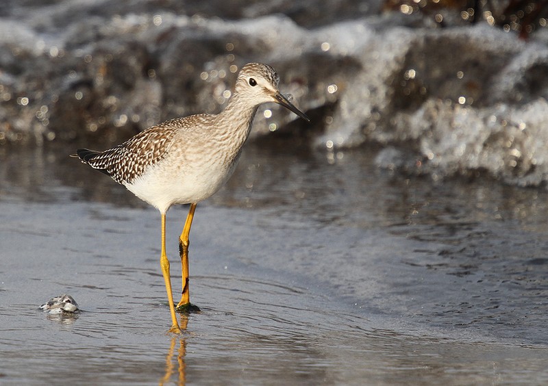 Lesser Yellowlegs