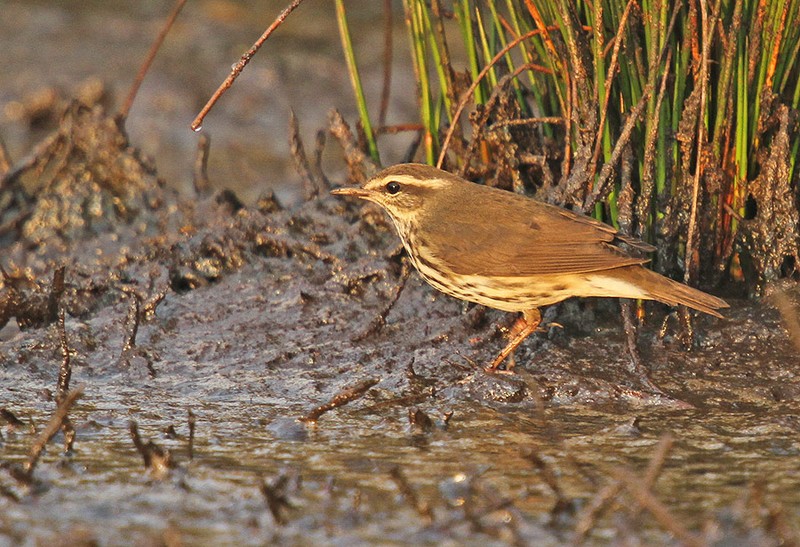 Northern Waterthrush