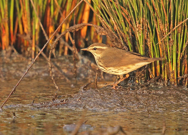 Northern Waterthrush