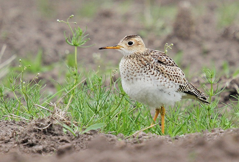Upland Sandpiper