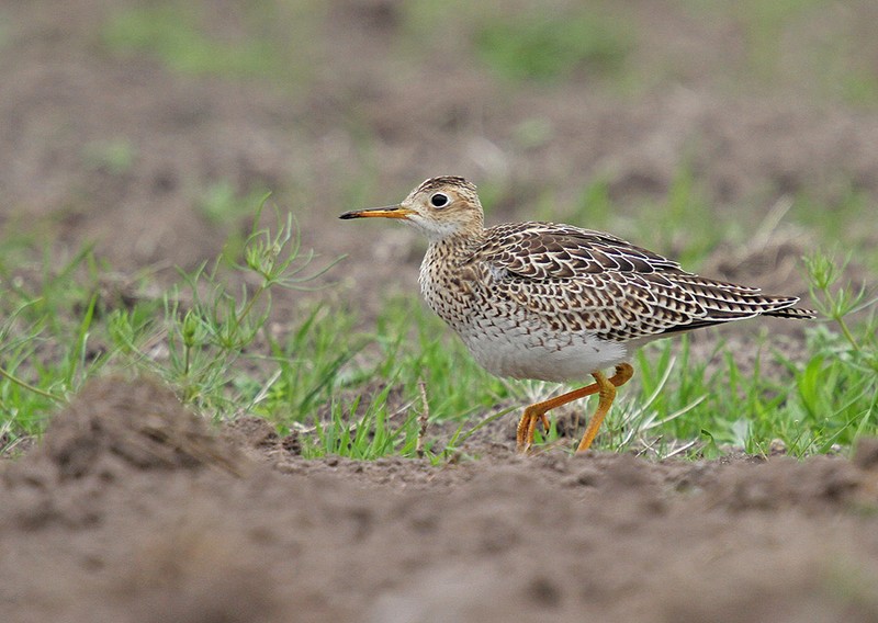 Upland Sandpiper