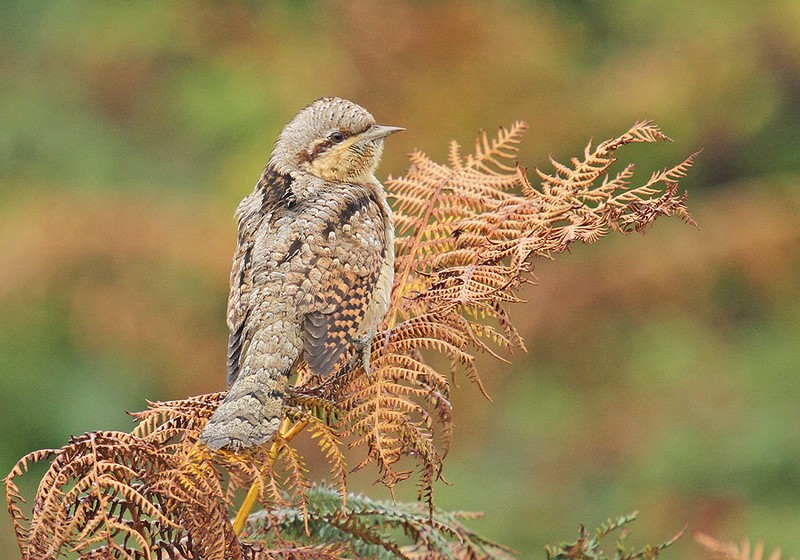 Wryneck