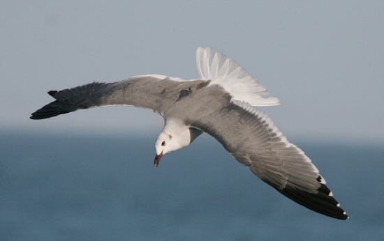 Laughing Gull