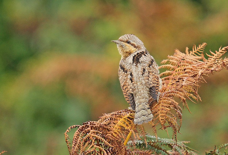 Wryneck