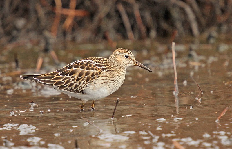 Pectoral Sandpiper