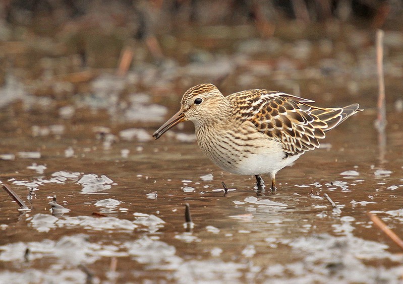 Pectoral Sandpiper
