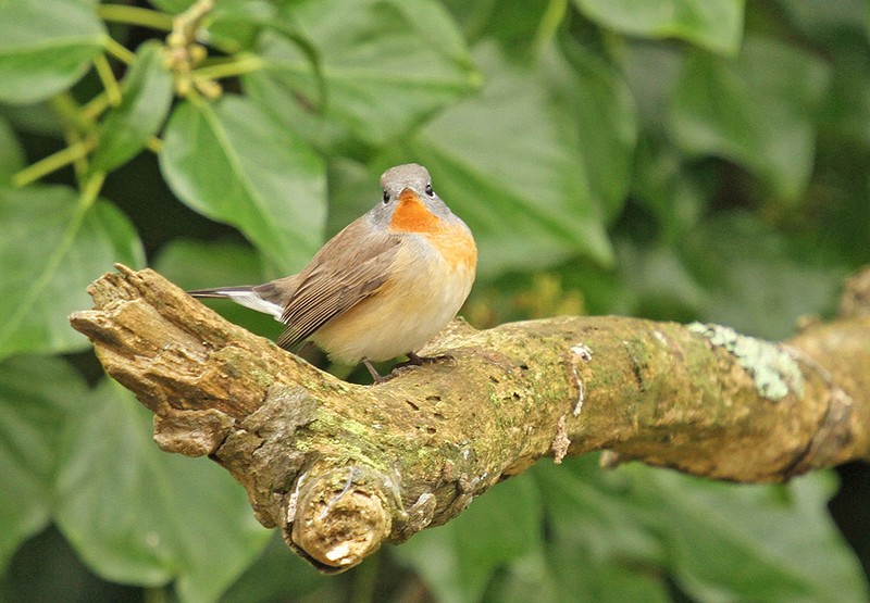 Red-breasted Flycatcher