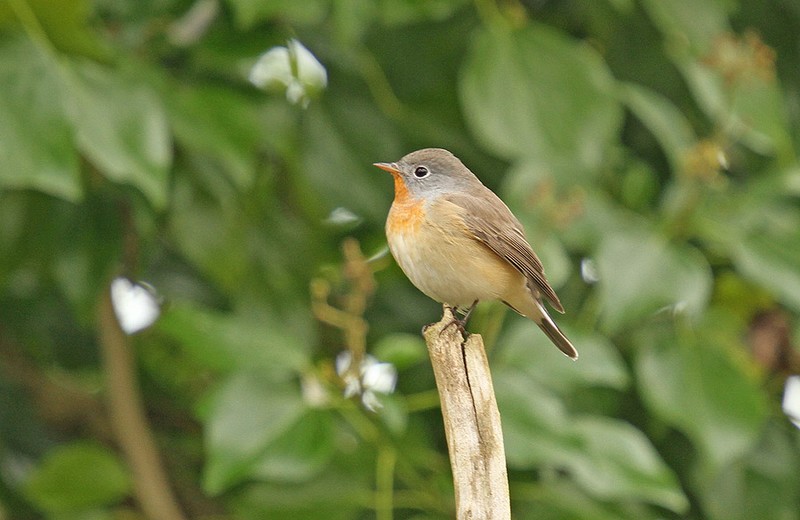 Red-breasted Flycatcher