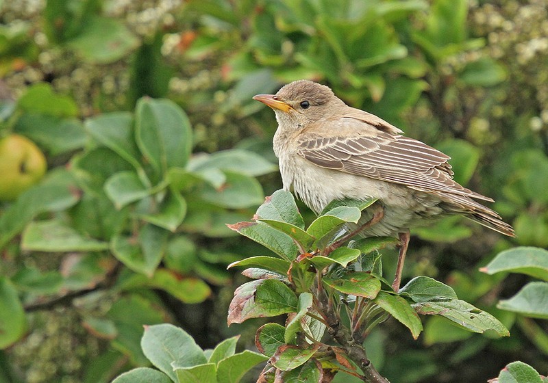 Rose-coloured Starling