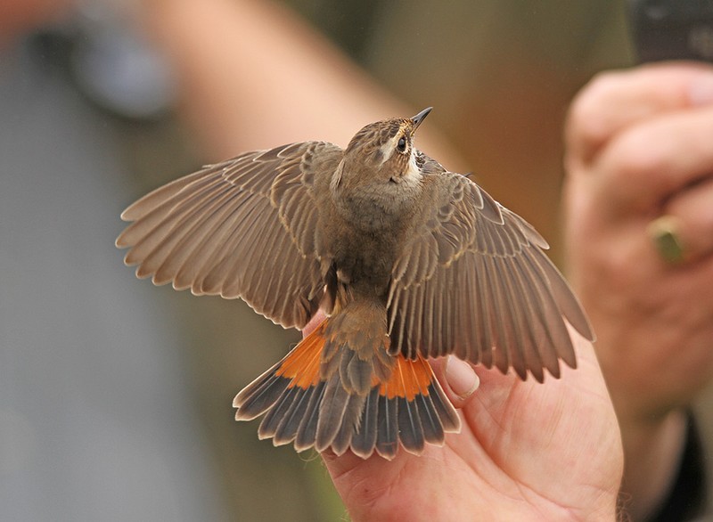 Bluethroat