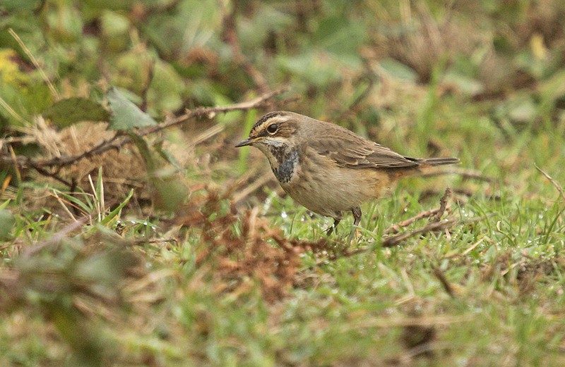 Bluethroat