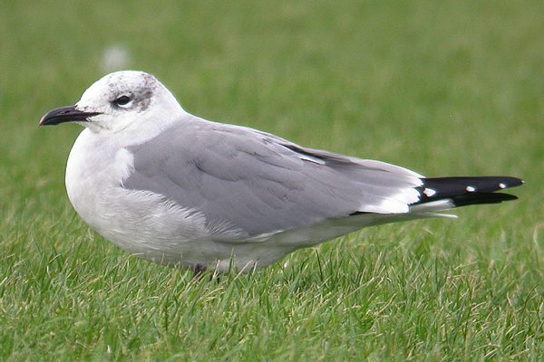 Laughing Gull