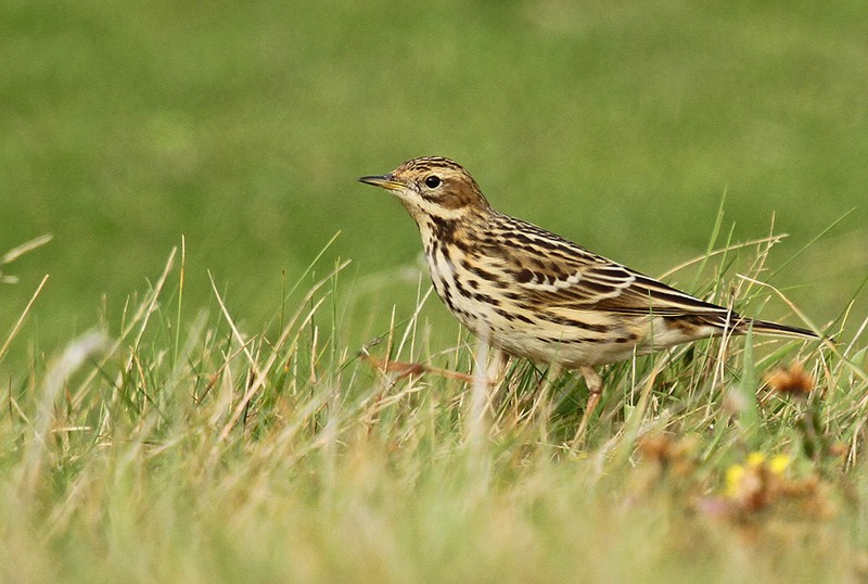 Red-throated Pipit