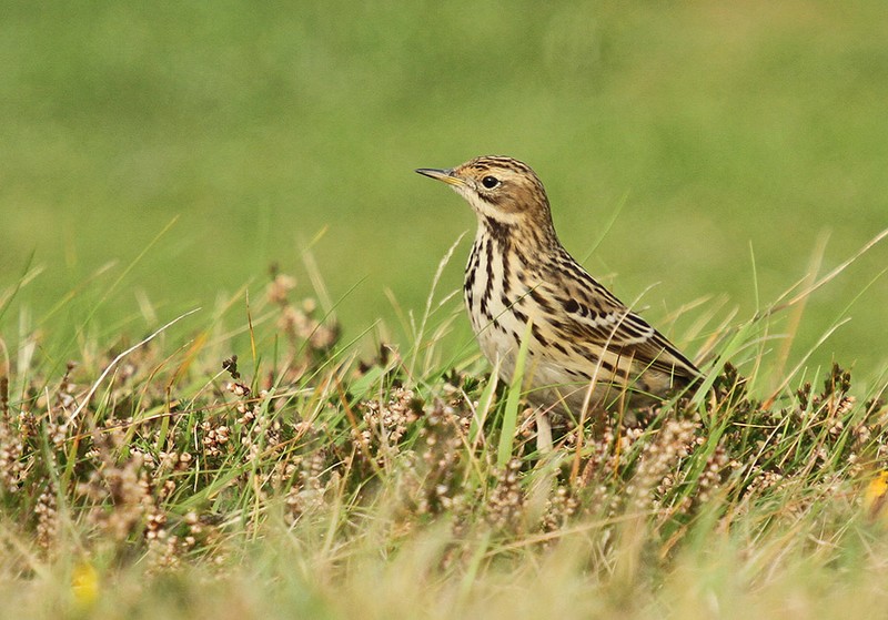 Red-throated Pipit