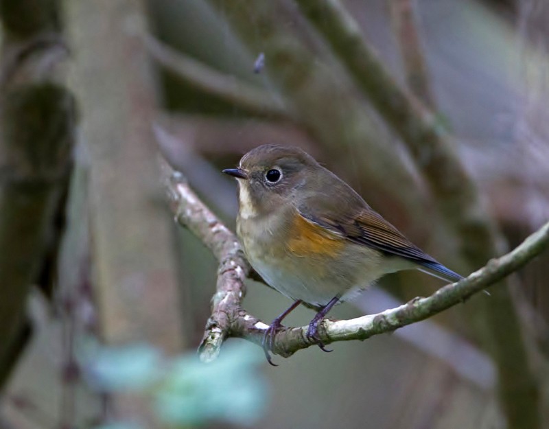 Red-flanked Bluetail