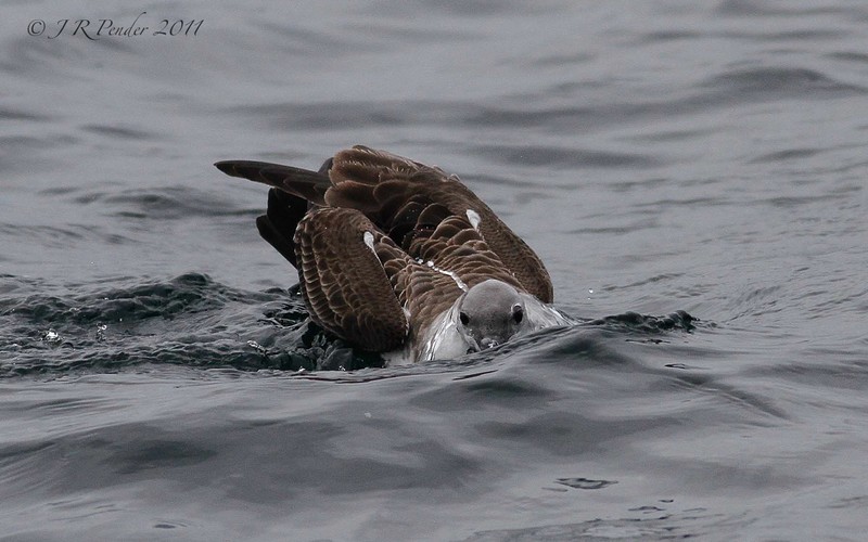 Great Shearwater