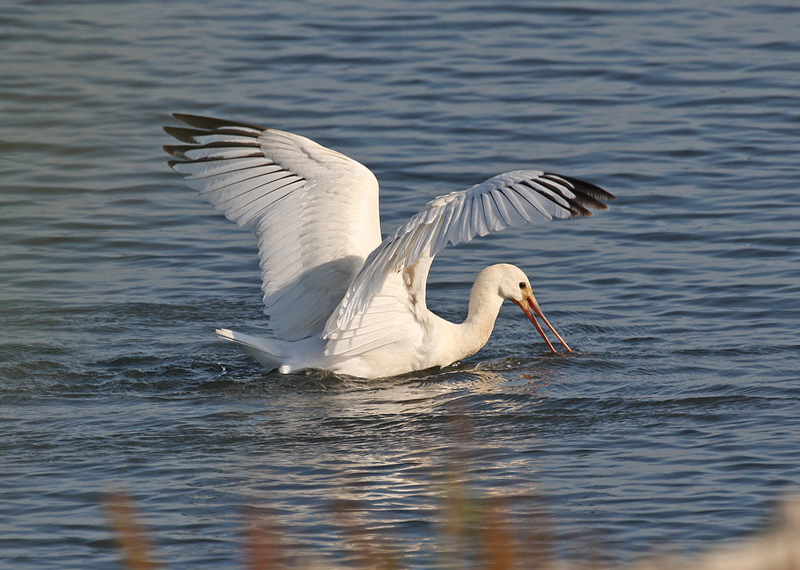 Spoonbill