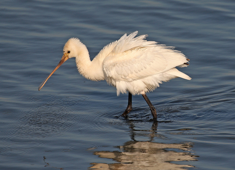 Spoonbill