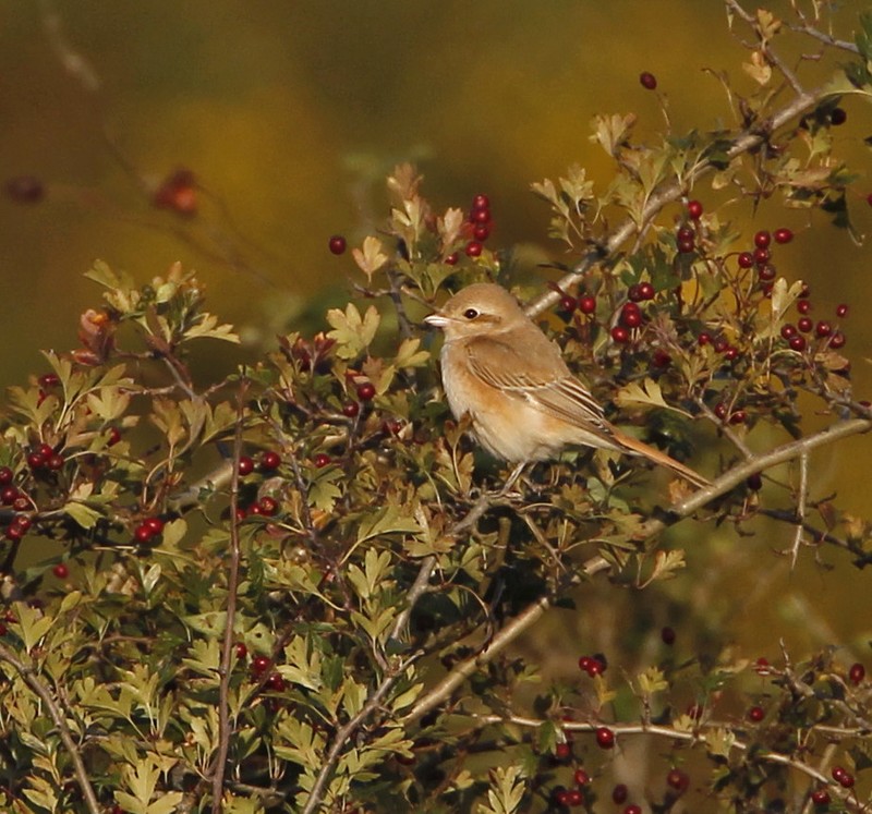 Isabelline Shrike