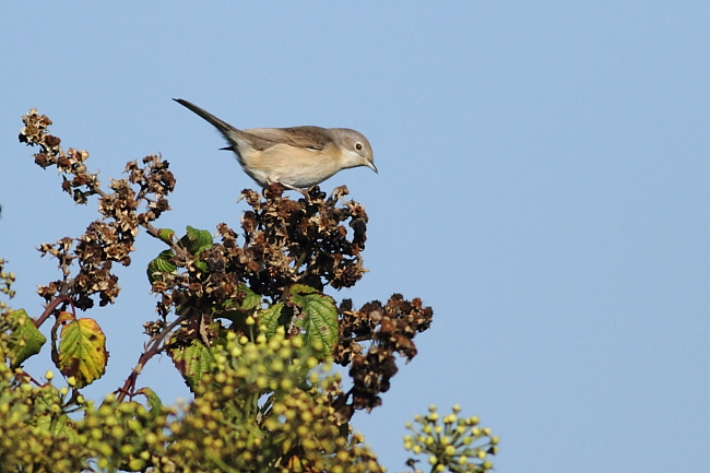 Subalpine Warbler