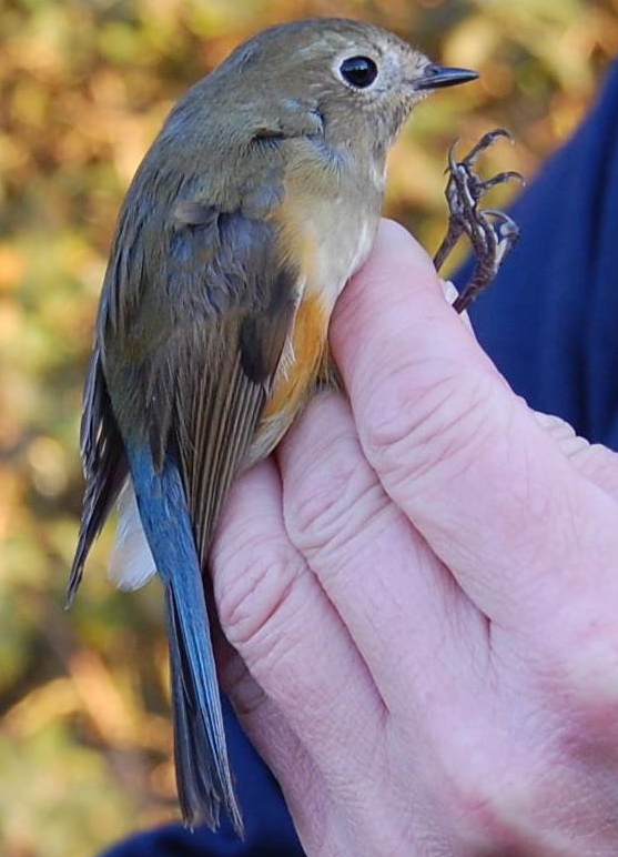 Red-flanked Bluetail