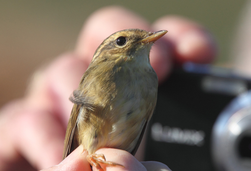 Radde's Warbler